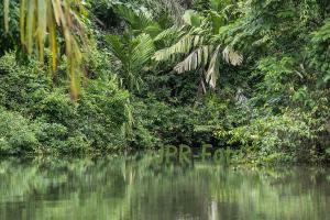 Im Dschungel - Costa Rica