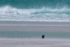 Einsame Wanderer - Falklands