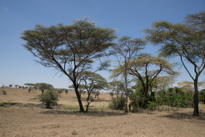 Savanne - Tansania