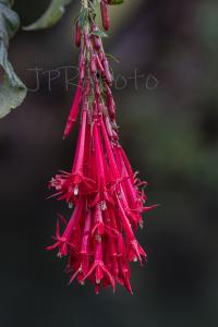 Blüte - Costa Rica