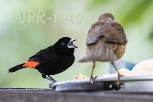 Cherrietangare-Männchen - Costa Rica