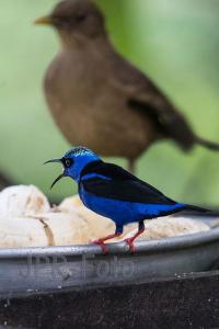 Türkisnaschvogel - Costa Rica