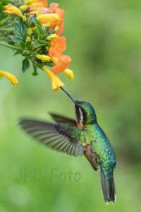 Purpurkehlnymphe-Weibchen - Costa Rica