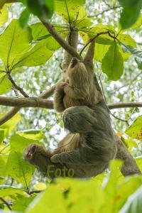 Zweizehenfaultier mit Baby - Costa Rica