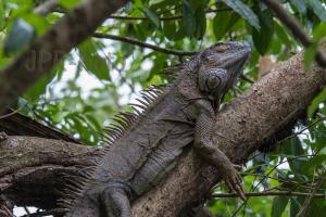 Grüner Leguan - Costa Rica