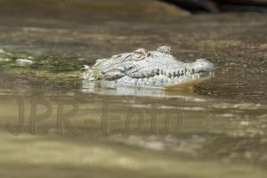 Krokodil - Costa Rica