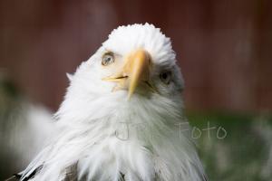 Weißkopfseeadler - Alaska