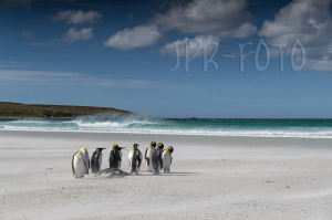 Königspinguine - Falklands