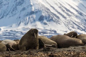 Walrosse - Spitzbergen