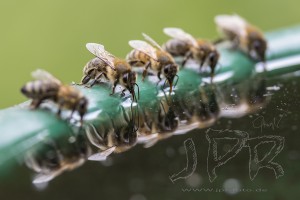 Bienentränke