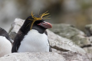 Goldschopfpinguin - Falklands