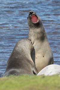Seeelefanten - Falklands