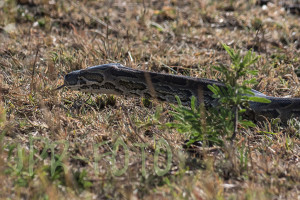 Python - Tansania