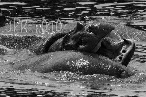 Flußpferde - Tansania