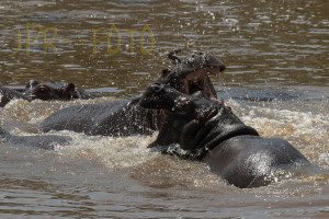 Flußpferde - Tansania