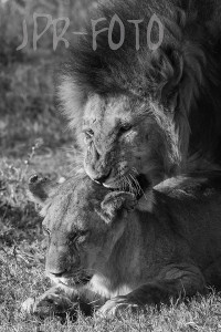 Löwenliebe - Tansania