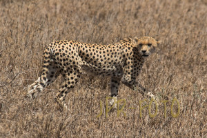 Gepard - Tansania