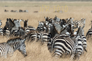 Zebras - Ngorongoro N.P.