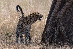 Leopard - Tansania