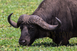 Ungestört Büffel - Tansania