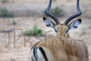 Impala - Kenia