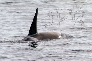Orca - Norwegen
