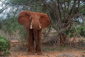"Roter" Elefant - Kenia