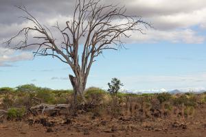 tsavo-west NP - Kenia