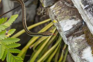 Bronzenatter Borneo - Indonesien