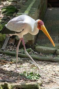 Buntstorch Kuala Lumpur - Indonesien