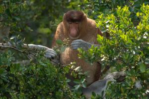 Nasenaffe Borneo - Indonesien