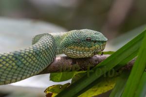 Borneo Viper Borneo - Indonesien