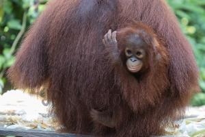 Orang Utan - Borneo - Indonesien