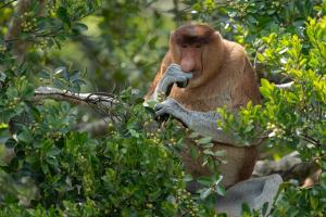 Nasenaffe Borneo - Indonesien