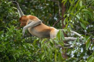 Nasenaffe Borneo - Indonesien