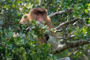 Nasenaffe Borneo - Indonesien