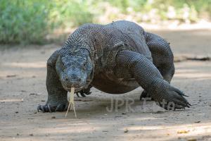 Waran - Komodo - Indonesien