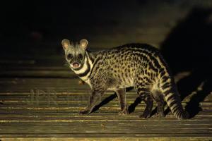 Malaische Zibetkatze  Borneo - Indonesien