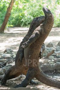 Warane - Komodo - Indonesien