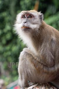 Javaneraffe Borneo - Indonesien