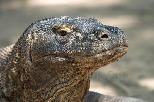 Waran - Komodo - Indonesien