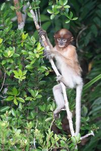 Nasenaffe Borneo - Indonesien