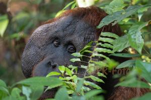 Orang Utan - Borneo - Indonesien
