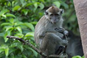 Javaneraffe Borneo - Indonesien