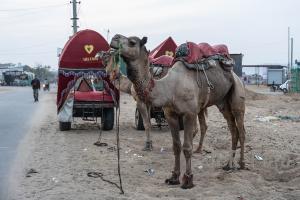 Dromedare Rajasthan - Indien