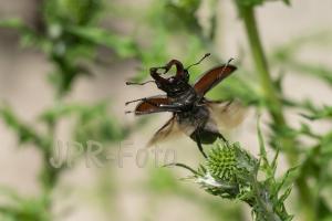 Abflug Hirschkäfer