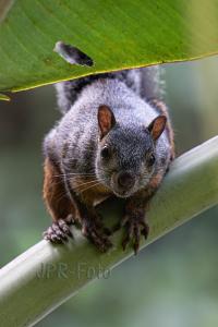 Bunthörnchen - Costa Rica