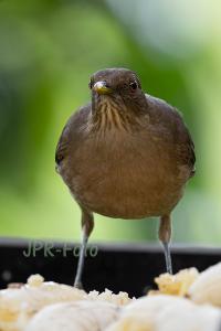 Gilbdrossel - Costa Rica