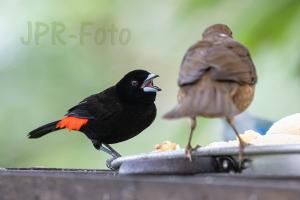 Cherrie Tanager - Costa Rica