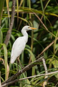 Kuhreier- Costa Rica